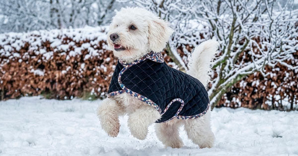 Comment coudre un manteau pour chien ?