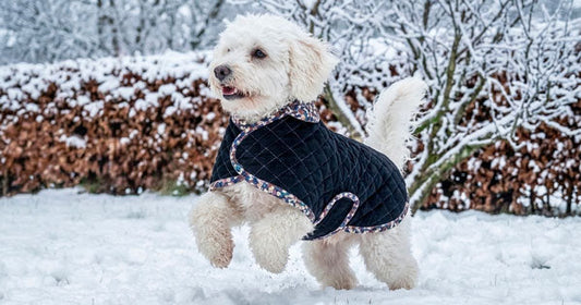 Comment coudre un manteau pour chien ?